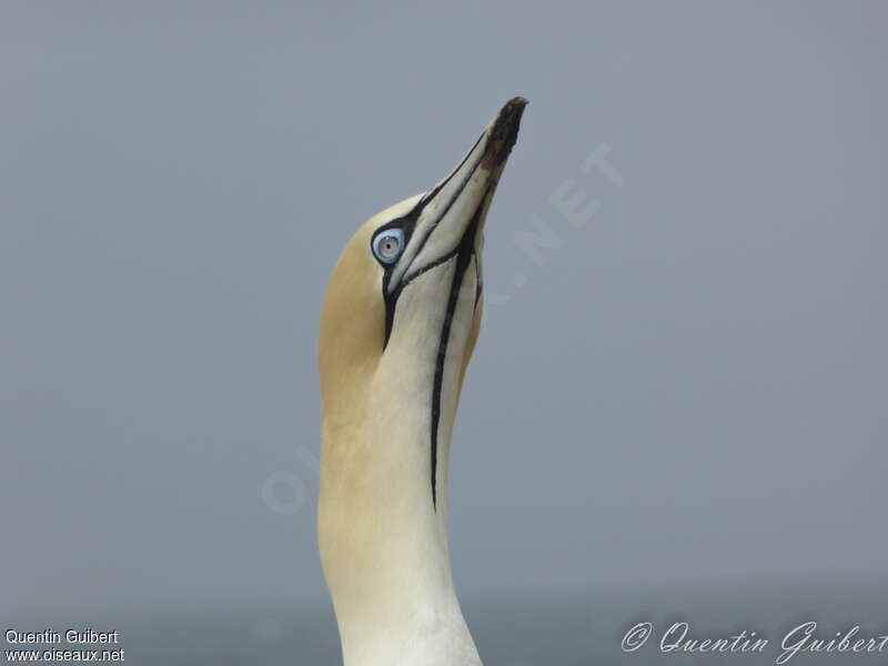 Cape Gannetadult breeding, close-up portrait, courting display, song