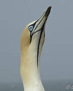 Cape Gannet