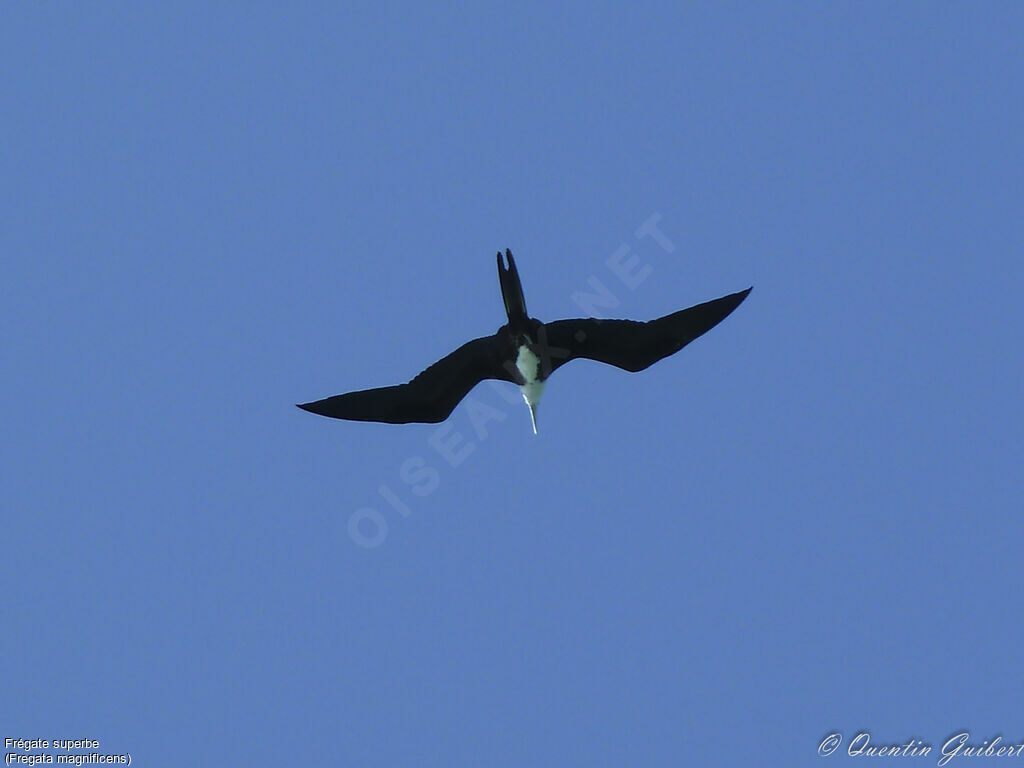 Magnificent Frigatebird, Flight