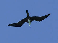 Magnificent Frigatebird