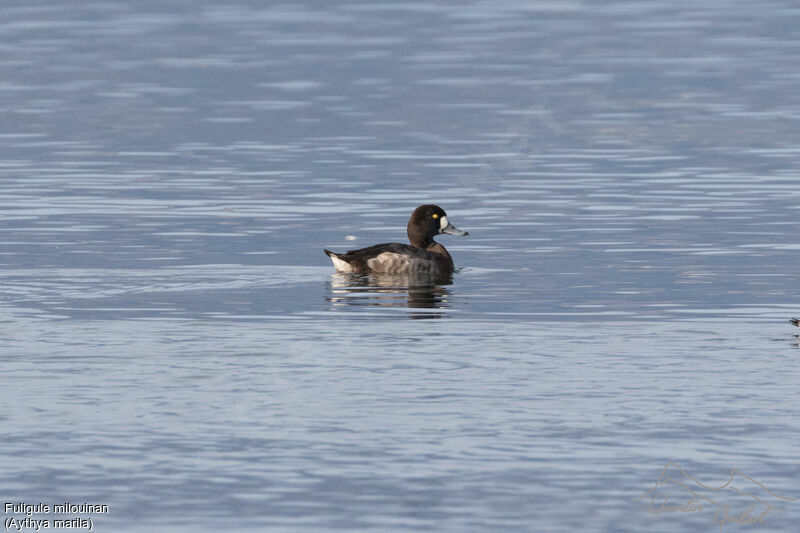 Greater Scaup female adult, swimming