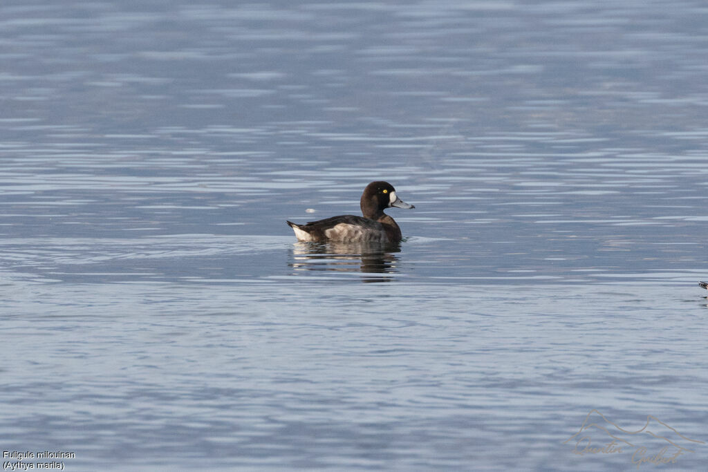 Greater Scaup female adult, swimming