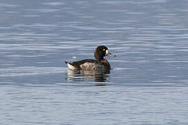 Greater Scaup