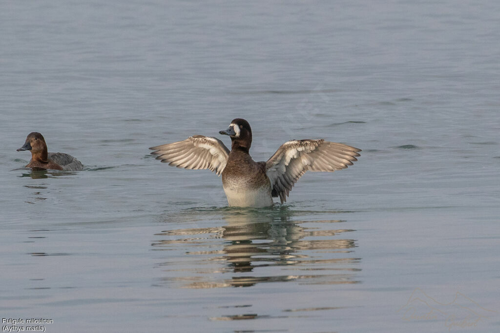 Fuligule milouinan