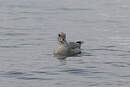 Fulmar boréal