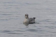 Fulmar boréal