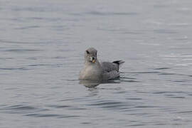 Fulmar boréal
