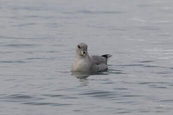 Fulmar boréal