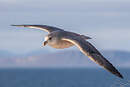 Fulmar boréal