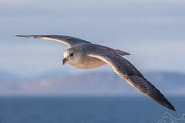 Fulmar boréal