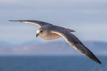 Fulmar boréal