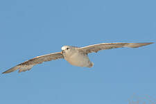 Fulmar boréal