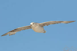 Fulmar boréal
