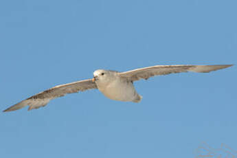 Fulmar boréal