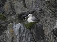 Fulmar boréal