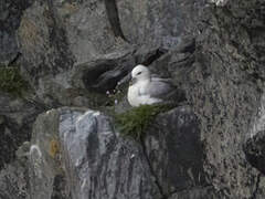 Northern Fulmar