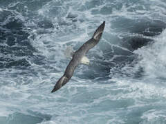 Fulmar boréal