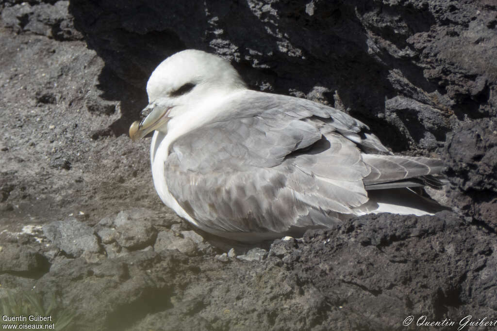 Fulmar boréaladulte, portrait, Nidification