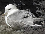 Fulmar boréal