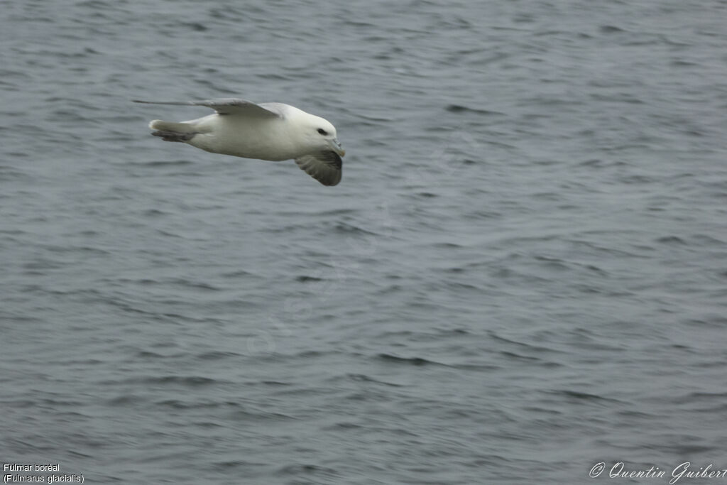 Fulmar boréaladulte, Vol