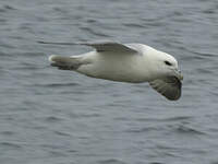 Fulmar boréal