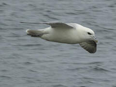 Northern Fulmar