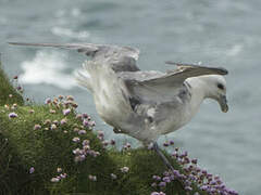 Fulmar boréal