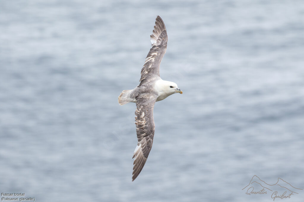 Northern Fulmaradult, identification, Flight