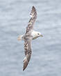 Fulmar boréal