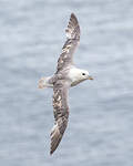 Fulmar boréal