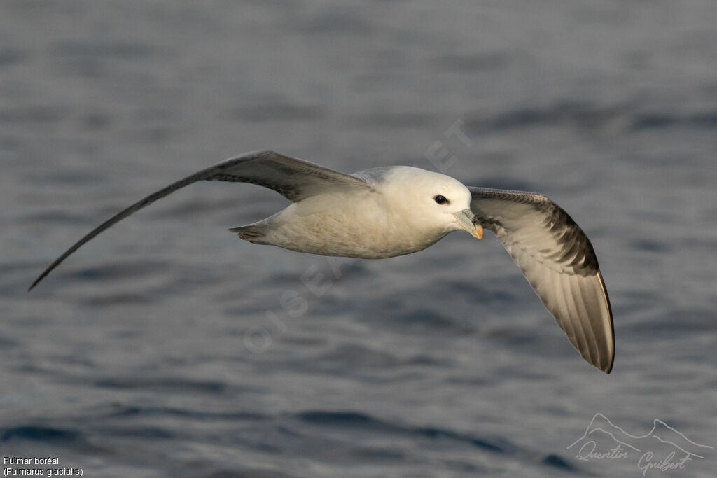 Northern Fulmar, identification, Flight