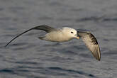 Fulmar boréal