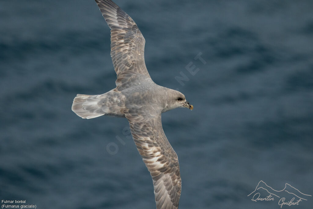 Fulmar boréal