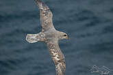 Fulmar boréal