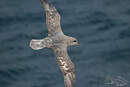 Fulmar boréal