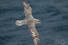 Fulmar boréal