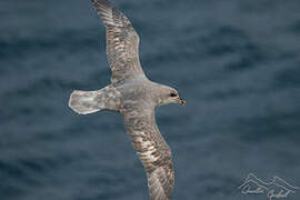 Fulmar boréal