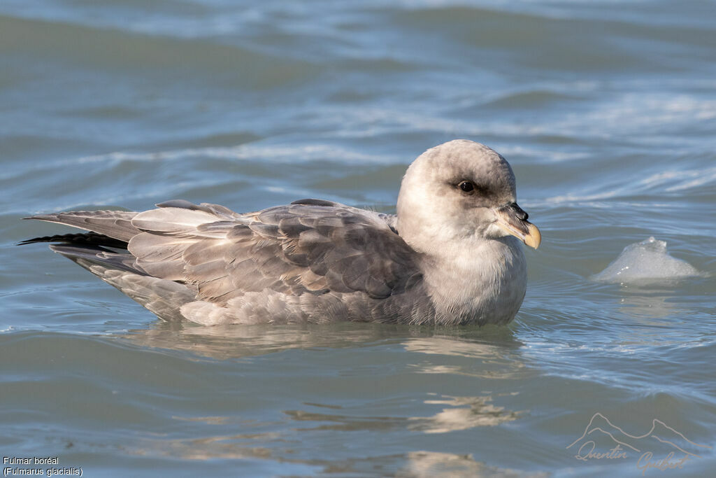 Fulmar boréal