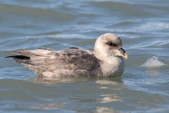 Fulmar boréal