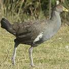 Gallinule de Tasmanie