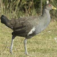 Gallinule de Tasmanie