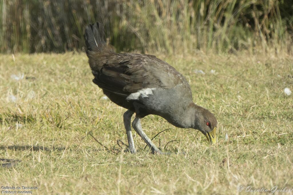 Gallinule de Tasmanieadulte, identification, marche, mange