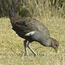 Gallinule de Tasmanie