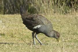 Tasmanian Nativehen