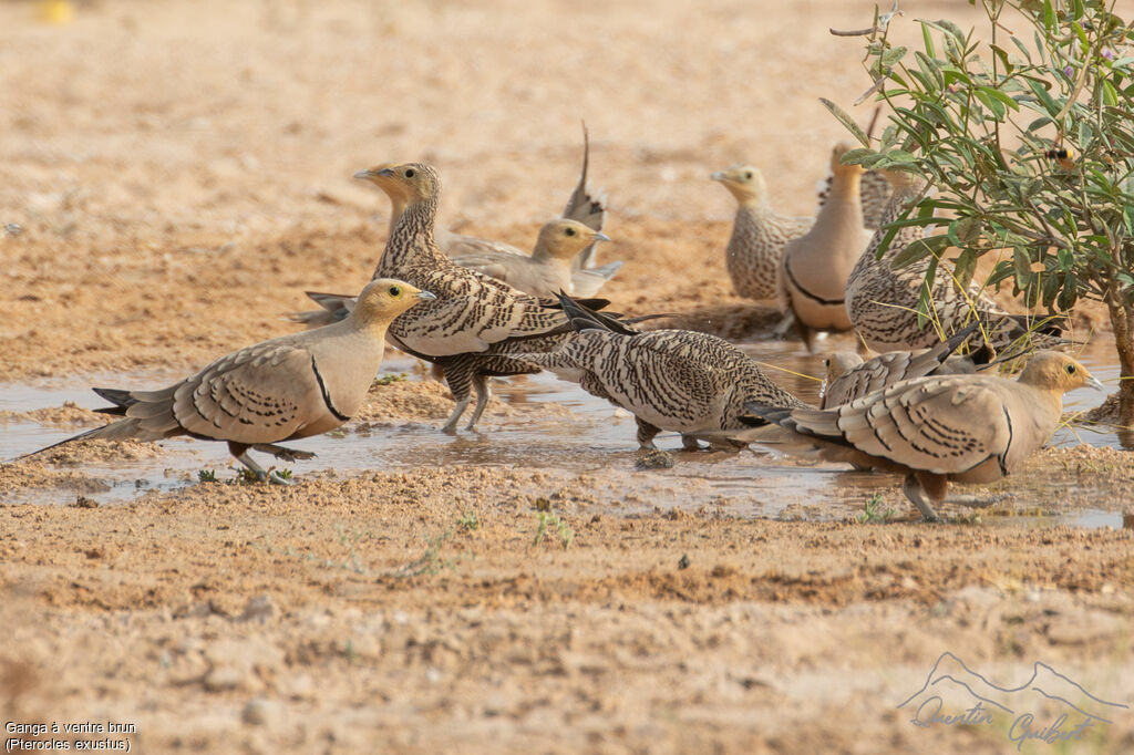Ganga à ventre brun