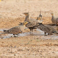 Ganga à ventre brun