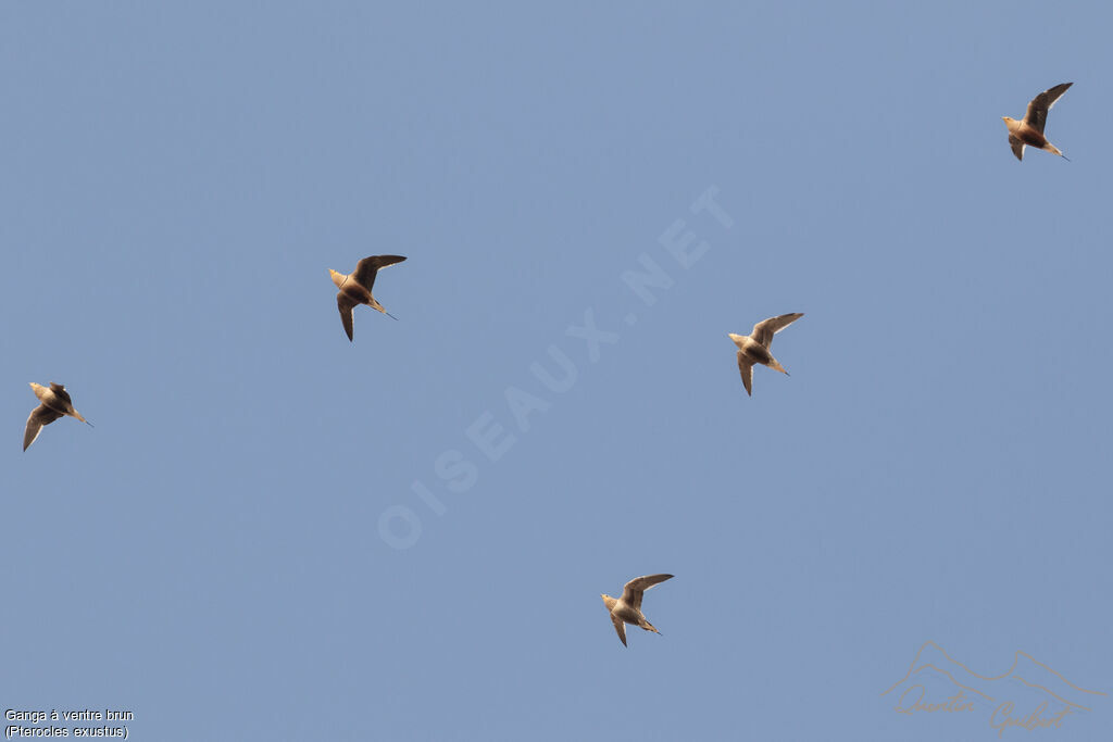 Chestnut-bellied Sandgrouse