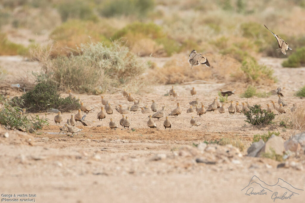 Chestnut-bellied Sandgrouse