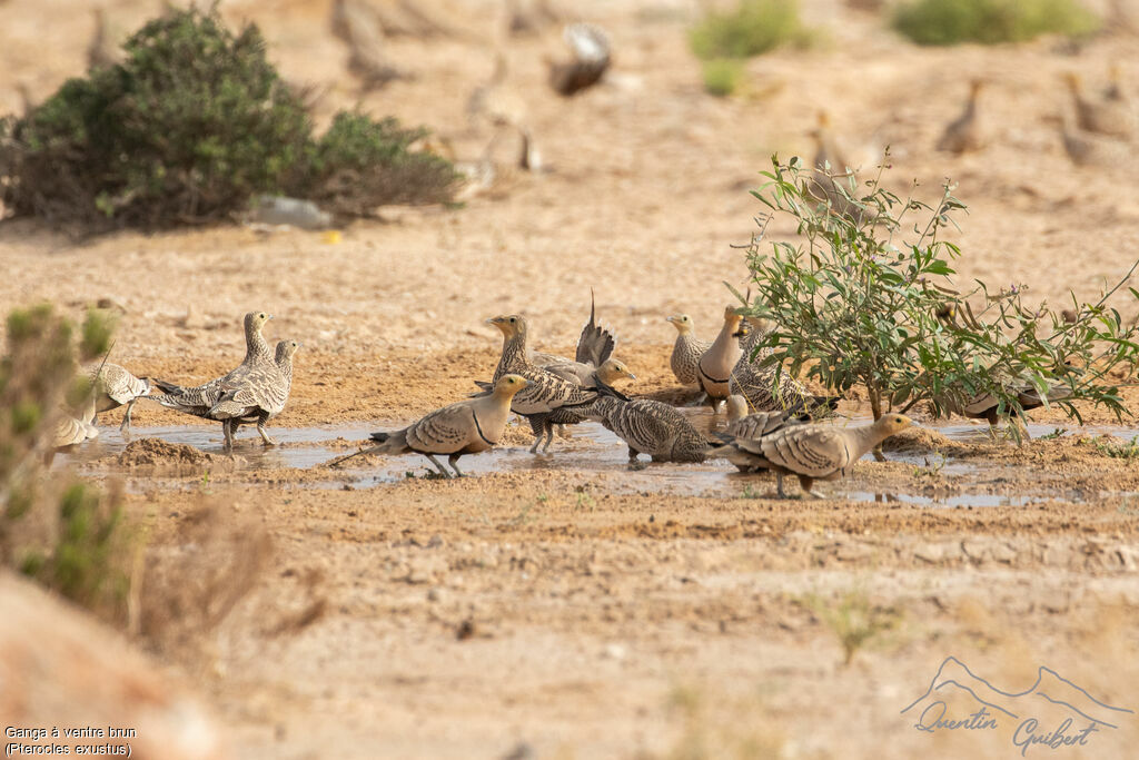 Chestnut-bellied Sandgrouse, drinks