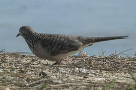 Peaceful Dove